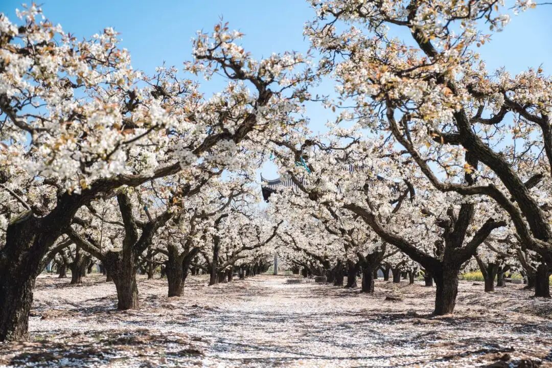大纵湖,盐城文旅,大纵湖文旅,文旅集团,景点,旅游景区 大纵湖,盐城文旅,大纵湖文旅,文旅集团,景点,旅游景区