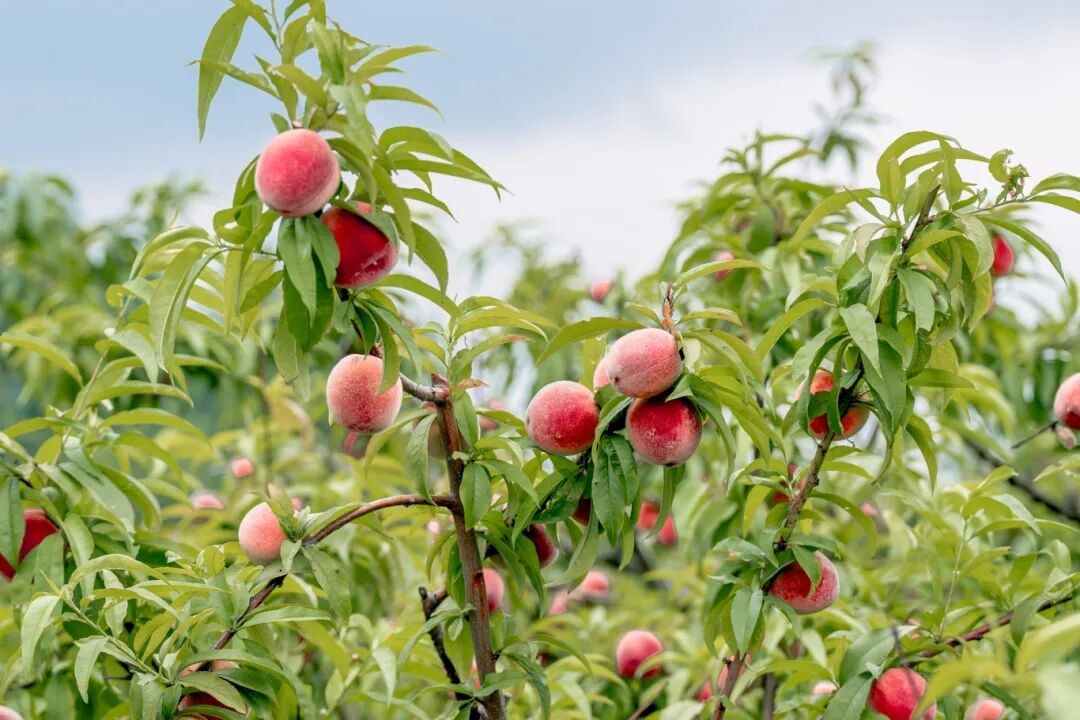 大纵湖,盐城文旅,大纵湖文旅,文旅集团,景点,旅游景区 大纵湖,盐城文旅,大纵湖文旅,文旅集团,景点,旅游景区