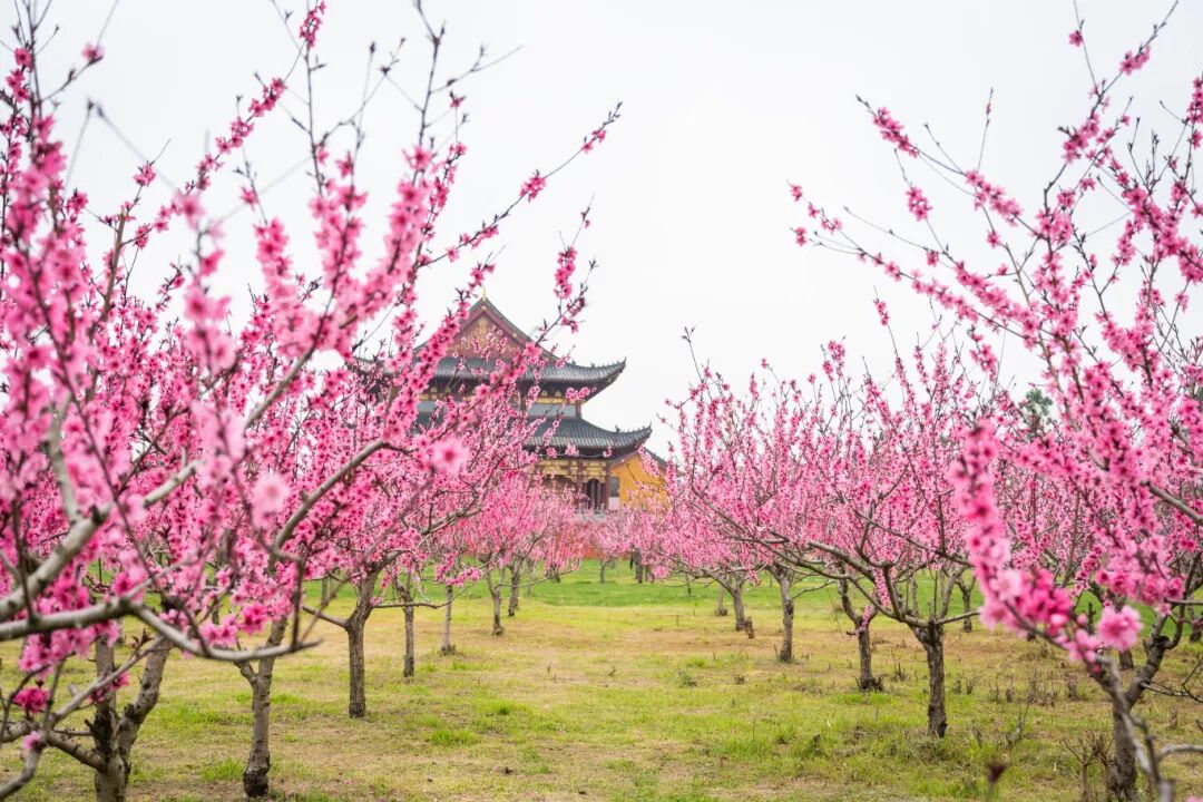 大纵湖,盐城文旅,大纵湖文旅,文旅集团,景点,旅游景区 大纵湖,盐城文旅,大纵湖文旅,文旅集团,景点,旅游景区