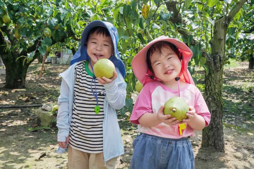 大纵湖,盐城文旅,大纵湖文旅,文旅集团,景点,旅游景区 金秋采摘季摘梨.jpg