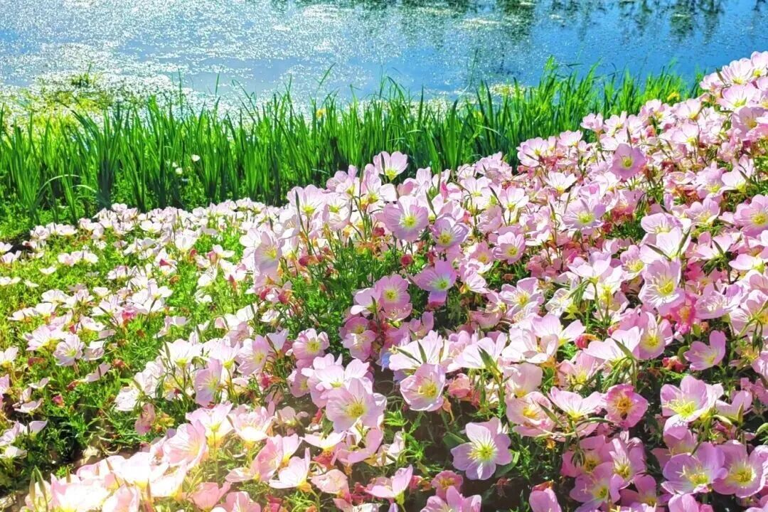 大纵湖,盐城文旅,大纵湖文旅,文旅集团,景点,旅游景区 大纵湖,盐城文旅,大纵湖文旅,文旅集团,景点,旅游景区